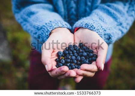 Process of collecting and picking berries in the forest of northern Sweden, Lapland, Norrbotten, near Norway border, girl picking cranberry, lingonberry, cloudberry, blueberry, bilberry and others