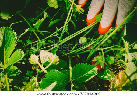 The process of collecting wild strawberries in the garden