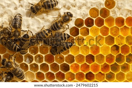 Process of converting nectar into honey is being carried out. Honey bees are covered in honeycombs.
