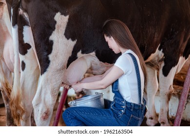 Process of cow milk.Dairy cow by Hand milking is performed by massaging and pulling down on the teats of the udder, squirting the milk into a silver bucket - Shutterstock ID 1962163504