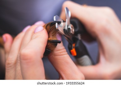 Process Of Cutting Dog Claw Nails Of A Small Breed Dog With A Nail Clipper Tool, Close Up View Of Dog's Paw, Trimming Pet Dog Nails Manicure