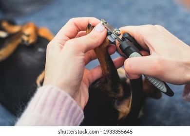 Process Of Cutting Dog Claw Nails Of A Small Breed Dog With A Nail Clipper Tool, Close Up View Of Dog's Paw, Trimming Pet Dog Nails Manicure