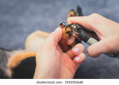 Process Of Cutting Dog Claw Nails Of A Small Breed Dog With A Nail Clipper Tool, Close Up View Of Dog's Paw, Trimming Pet Dog Nails Manicure