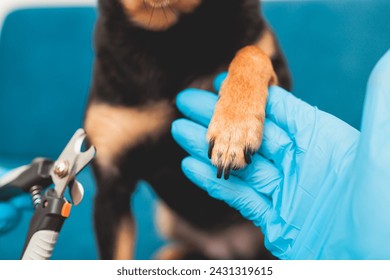 Process of cutting dog claw nails of a small breed dog with a nail clipper tool, veterinarian specialist holding small black dog, close up view of dog's paw, trimming pet dog nails manicure at home