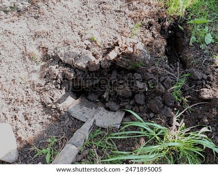 The process of digging a hole for planting decorative trees in the yard on a green grass lawn. Digging a hole with a shovel in the ground for landscaping the yard.