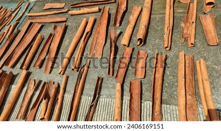 the process of drying cinnamon under the hot sun