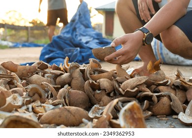 Process of drying copra from dried coconut, Workers drying the coconuts