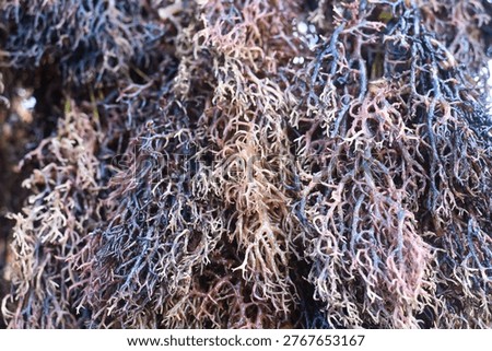 the process of drying seaweed (Eucheuma spinosum) by drying it in the sun

