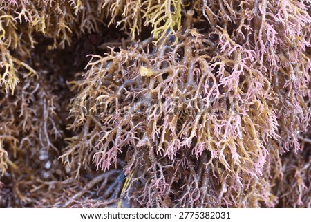 the process of drying seaweed (Eucheuma spinosum) by drying it in the sun
