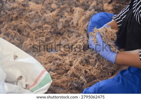 the process of drying seaweed (Eucheuma spinosum) by drying it in the sun
