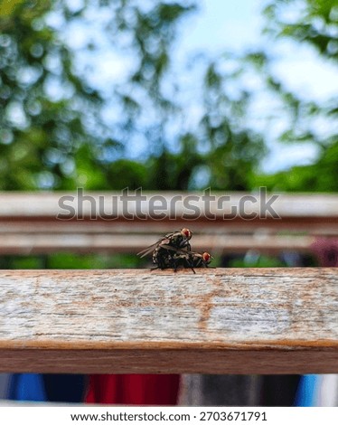 the process of a fly reproducing