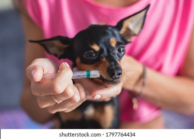 Prozess der Injektion eines Arzneimittels an einen kleinen Hund mit einer Spritze