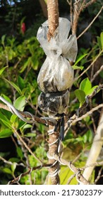 The Process Of Grafting Plants To Preserve Them