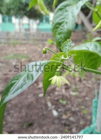the process of growing hot cayenne pepper