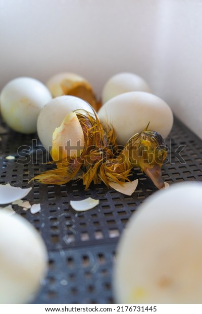 Process of hatching from goose eggs in\
the incubator. Close up of crack egg duck before\
birth