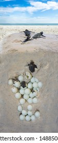 The Process Of Hatching Turtles. Installation