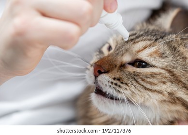 The process of instilling eye drops into the cat's eyes, pet hygiene, cat care