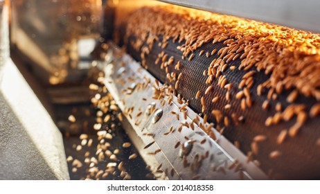 Process of machine drying and antibacterial treatment of freshly picked wheat grains on the factory - Shutterstock ID 2014018358