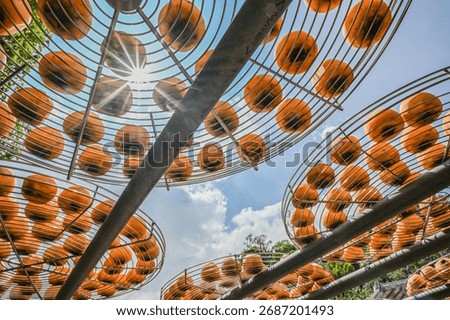 Process Of Making Dried Persimmon Biscuit With Blue Sky During Windy Autumn, Hsinpu, Hsinchu, Taiwan.