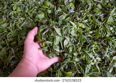 The process of making tea by hands and dry tea put the newly picked leaves in the farm under sun Zishuangpbana, China.