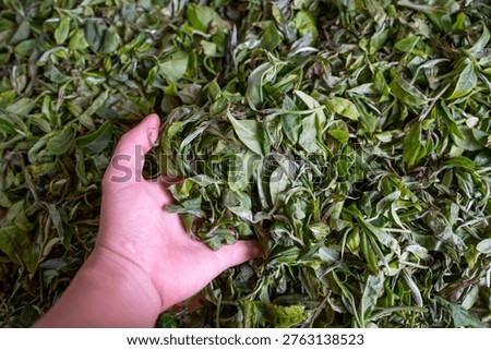 The process of making tea by hands and dry tea put the newly picked leaves in the farm under sun Zishuangpbana, China.
