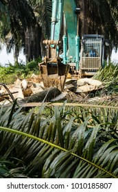 The process of oil palm replanting program located somewhere in Malaysia. The excavator being used in order to chop the palm trunk into small pieces.