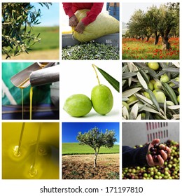 Process Of Olive Oil Production