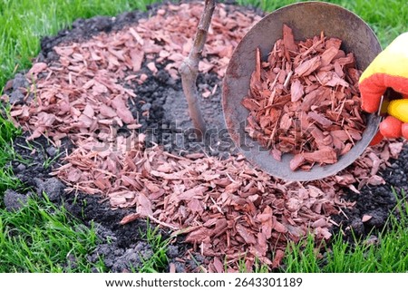 Process of planting an apple tree seedling, a gardener mulches with larch bark around the tree trunk, gloved hands pour mulch with a ladle