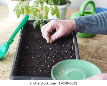 The process of planting tomato seeds in a Rossada box. Female hands spread tomato seeds and cover them with earth. Agricultural preparatory spring work.