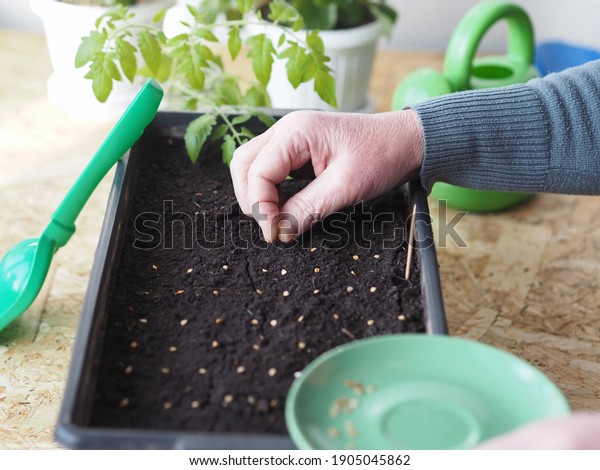 The process of planting tomato\
seeds in a Rossada box. Female hands spread tomato seeds and cover\
them with earth. Agricultural preparatory spring\
work.