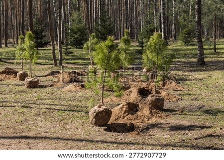The process of planting young coniferous tree seedlings in a city park.