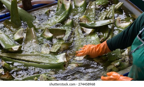 Process of production of the Aloe