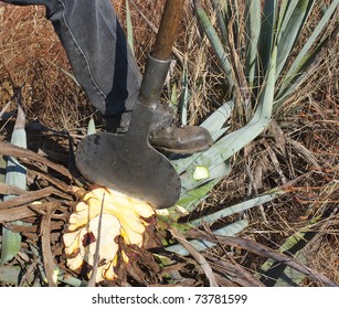 Process Of Production Of The Tequila Jimador