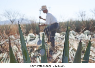 Process Of Production Of The Tequila Jimador