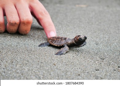 The Process Of Releasing Baby Turtles Into The High Seas On The Coast Of Lowita, Pinrang Regency, South Sulawesi, Wednesday, September 3, 2020