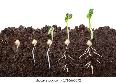 Definition of Seed Germination
