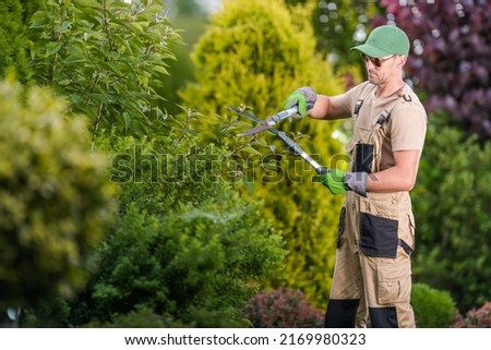 Process of Shaping the Tree in the Backyard Garden by Pruning the Overgrown Branches with Garden Scissors. Caucasian Garden Landscaper Doing His Job.