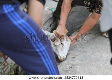 The process of slaughtering a sacrificial goat.