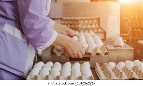 The process of sorting and culling chicken eggs at a poultry farm, sunset, workers