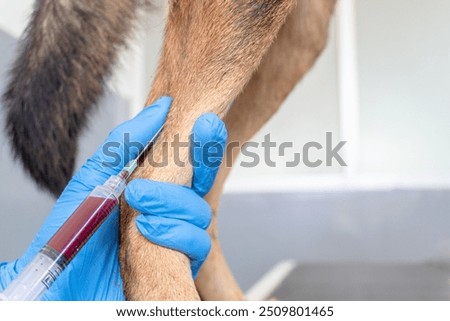 the process of taking blood samples using an injection in dogs through the blood vessels in the legs