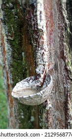 The Process Of Taping Pine Tree Sap