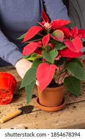 Process of transplanting a home flower Poinsettia into a clay pot, Christmas flower on a wooden table, woman gardener transplants houseplant
