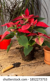 Process of transplanting a houseplant Poinsettia into a clay pot, Christmas flower on a wooden table