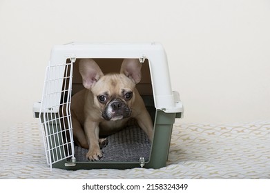 The Process Of Transporting Dogs - A French Bulldog Sits In An Open Large Plastic Box And Looks Carefully Into The Camera.