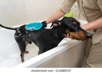 Process of washing a black and tan German pinscher in a bathtub with a shower, shampoo and a scrub glove