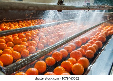 The process of washing and cleaning of citrus fruits in a modern production line