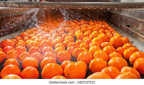 The Process Of Washing And Cleaning Of Citrus Fruits In A Modern Production Line