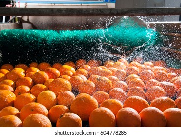 The Process Of Washing And Cleaning Of Citrus Fruits In A Modern Production Line