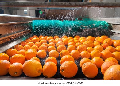 The Process Of Washing And Cleaning Of Citrus Fruits In A Modern Production Line