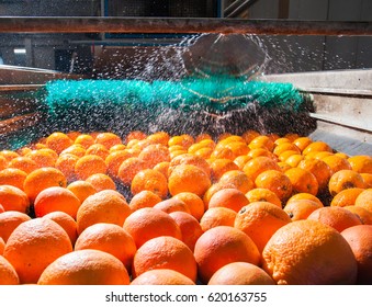 The Process Of Washing And Cleaning Of Citrus Fruits In A Modern Production Line